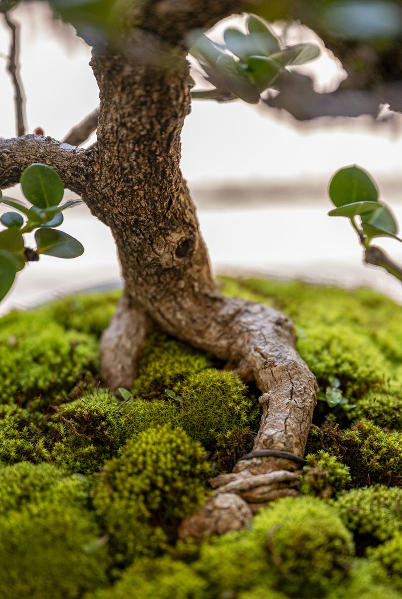 GotoGtown's tweet image. A beautiful day of bonsai in our Japanese Friendship Garden! 😍 #GoToGtown #TravelKY