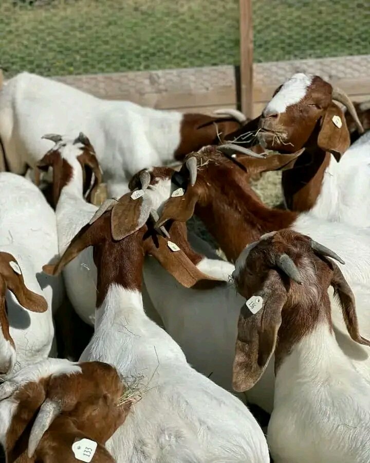Shampolfarming's tweet photo. Benefits of having pure hybrid goat in farm is to produce the best off offspring goat and north breeds for breeding they're the Best for goat farming business they produce large quantities if they gives birth,and their feeding policy is as same thing with our local goat. https://t.co/xAmF5rMDec