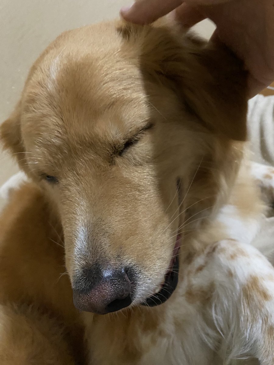 撫でられて気持ちのいい顔はこんな感じです🐾