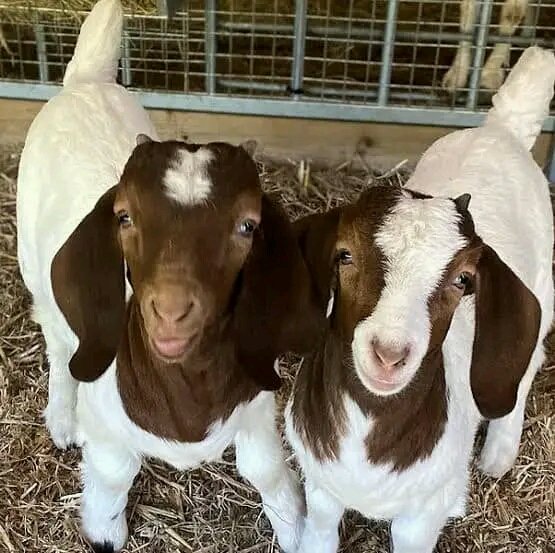 Shampolfarming's tweet photo. Benefits of having pure hybrid goat in farm is to produce the best off offspring goat and north breeds for breeding they're the Best for goat farming business they produce large quantities if they gives birth,and their feeding policy is as same thing with our local goat. https://t.co/xAmF5rMDec