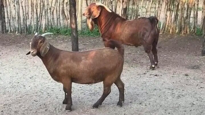 Shampolfarming's tweet photo. Benefits of having pure hybrid goat in farm is to produce the best off offspring goat and north breeds for breeding they're the Best for goat farming business they produce large quantities if they gives birth,and their feeding policy is as same thing with our local goat. https://t.co/xAmF5rMDec