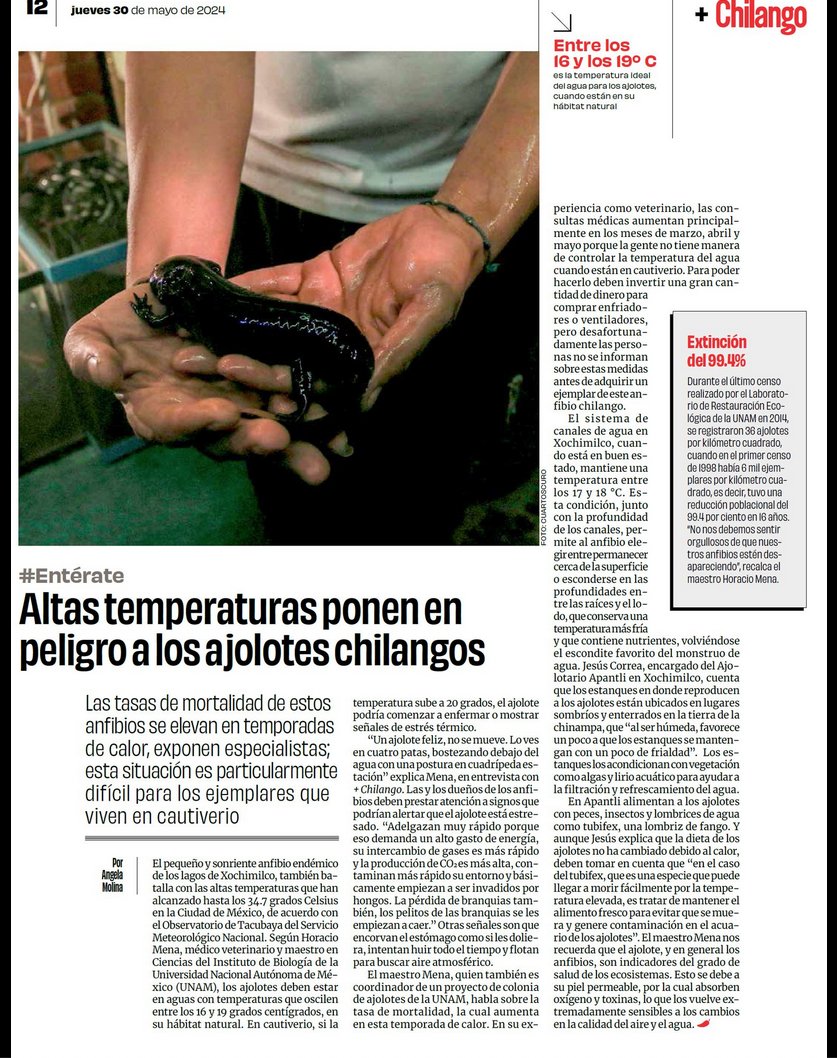 ZambranoAxolote's tweet photo. El calor en #CDMX afecta a fauna nativa.
Los #axolotes son muy sensibles al calor.
Lo amenaza el #CambioClimatico y también las canchas de futbol, la urbanización, el ruido en los antros, las especies exóticas en #Xochimilco y la calidad de agua. https://t.co/1ZZy5qqbid