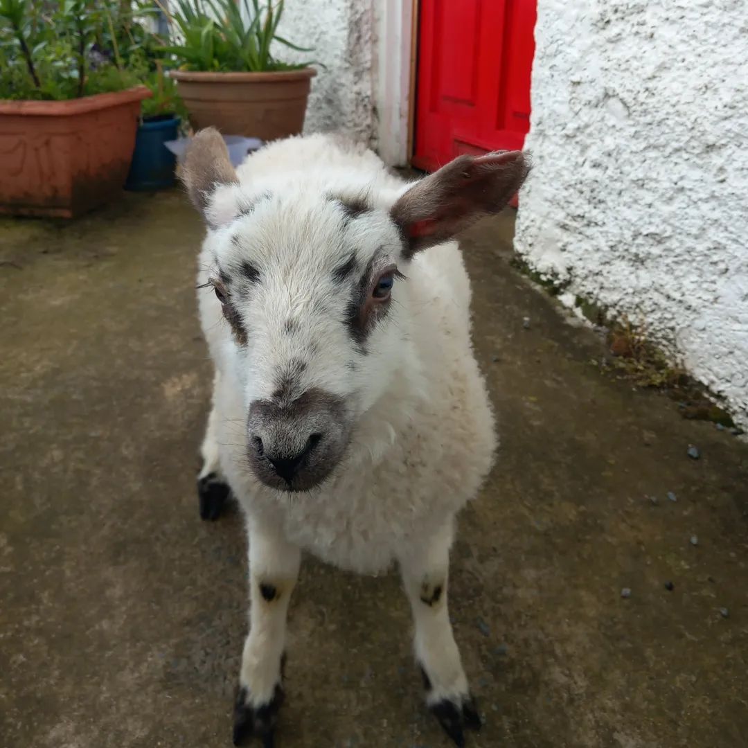 MeathMade's tweet photo. 🌟 Meet our Members 🌟 Alison Fulham of Boyne Valley Wools 🐑 

Alison is a sheep farmer who hand spins her own wool from her Jacob sheep and weaves and knits with the handspun yarn.
Find out more about Alison and Boyne Valley Wools here: https://t.co/ueqVdowXHl https://t.co/td8Tu6birB