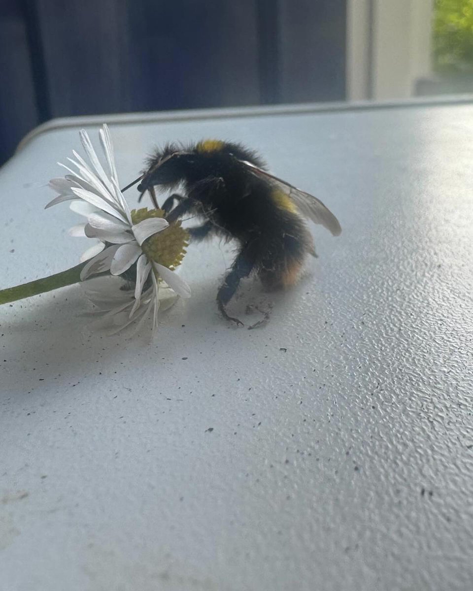 WhitburnSci's tweet photo. Day 5. Today Mr Craggs has been using the SEEK app to identify a bee he rescued and earned himself a badge in the process. @30DaysWild https://t.co/YU4Gd1h8X2