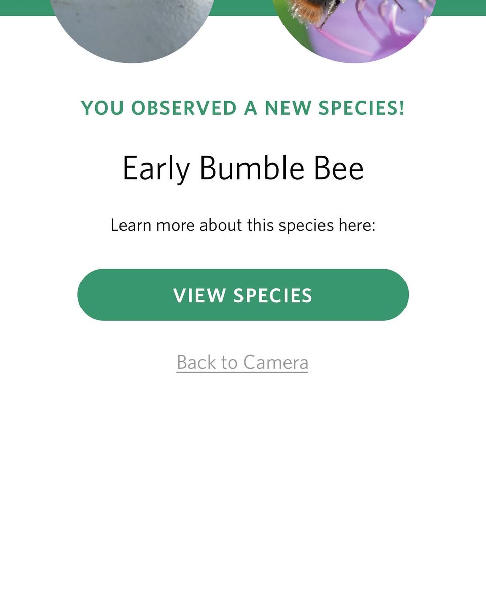 WhitburnSci's tweet photo. Day 5. Today Mr Craggs has been using the SEEK app to identify a bee he rescued and earned himself a badge in the process. @30DaysWild https://t.co/YU4Gd1h8X2