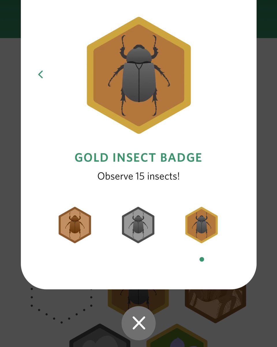 WhitburnSci's tweet photo. Day 5. Today Mr Craggs has been using the SEEK app to identify a bee he rescued and earned himself a badge in the process. @30DaysWild https://t.co/YU4Gd1h8X2
