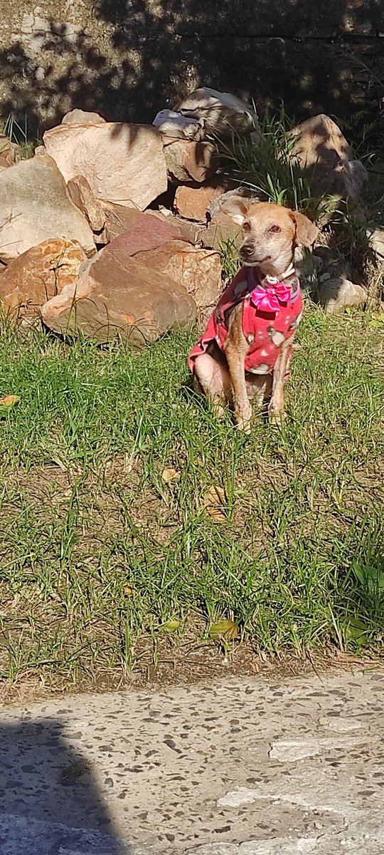 TiFaNiiii's tweet photo. Hasta el momento no entro nada para Tita. La meta es cubrir la semana pasada y la de esta semana y a la par compartan para que pueda encontrar un hogar 🙏 me quedan estos collarcitos y me pueden hacer pedidos de postres para solventar sus gastos.. cualquier aporte suma tíoz! 🙏💜 https://t.co/24bnpEXbJn