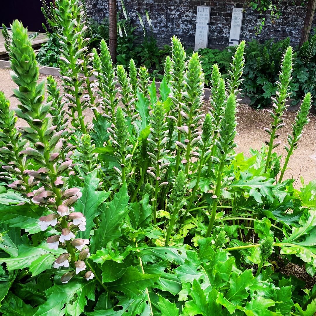 HogarthsHouse's tweet photo. What would a Georgian-inspired garden be without an #acanthus? This plant was the inspiration for some of the most famous forms in art throughout history! See Franz Sales Meyer’s “A Handbook of Ornament” from 1849 – do you recognise any of these variations in your own home? 👀🌿 https://t.co/pxvLmshb5C
