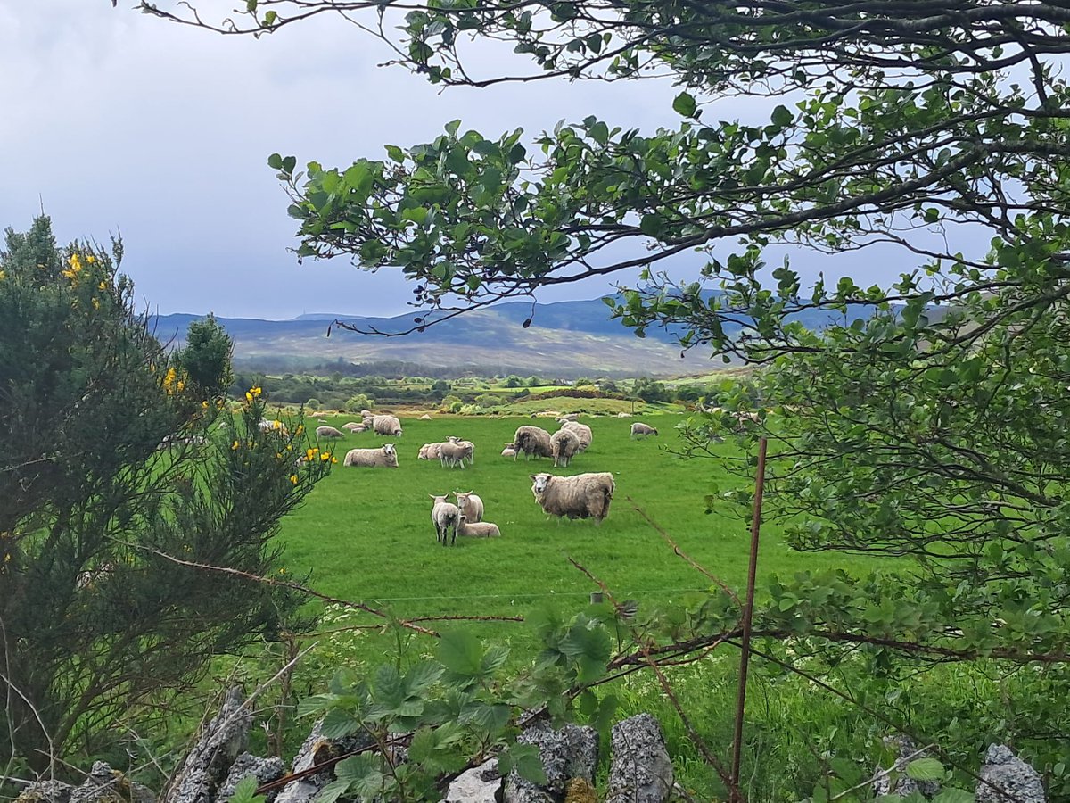 SonaDiHappyDays's tweet photo. Thanking our lovely guests, who are enjoying a wonderful week at Sona Di - Happy Days- Holiday Cottage in the Highlands , for these fab pics taken on their morning walks today. We still have availability if you would like a Highland holiday this year:
https://t.co/1LE0hJz2id https://t.co/YITziAOpYE