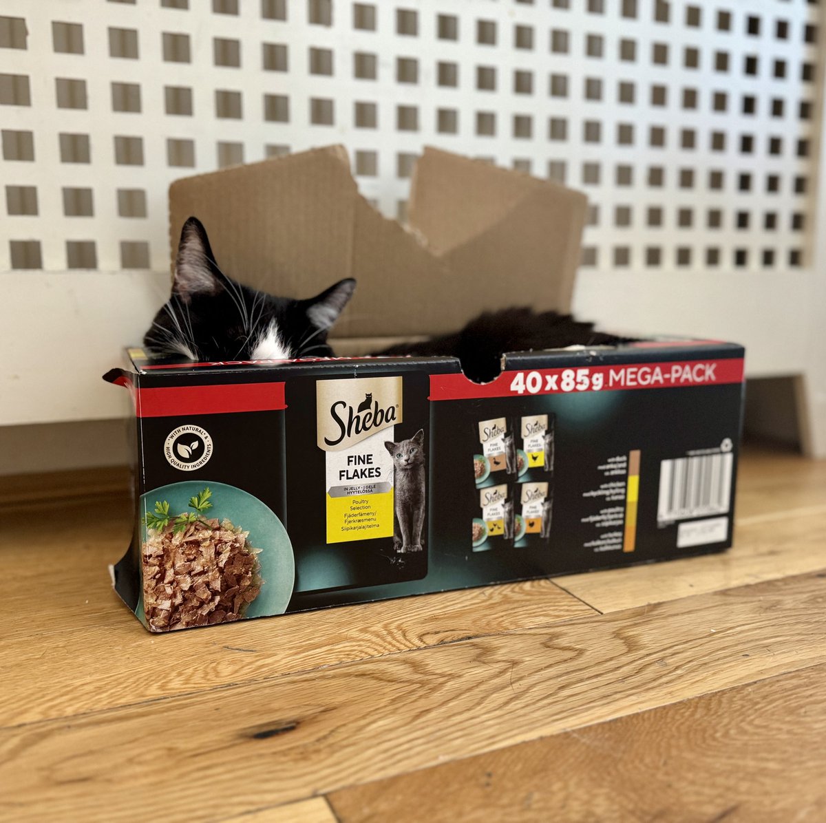 uniukajack's tweet photo. @PetsatHome I suppose Bojangles likes the new food… https://t.co/2gm12qXMyR