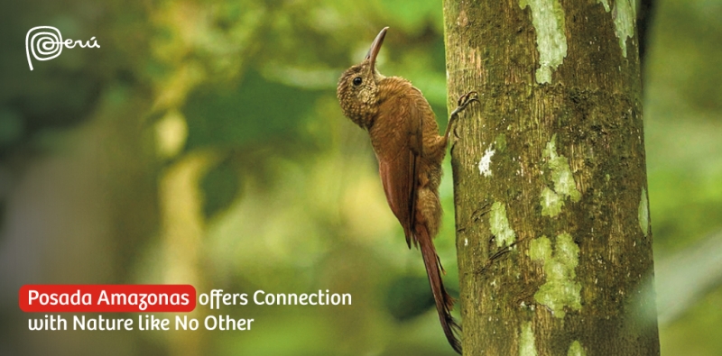 VisitPeru's tweet photo. Posada Amazonas isn’t just any lodge. Surrounded by bird calls and a gentle river, it's the ultimate jungle experience.

👉Book your trip to Peru here: https://t.co/qrYU3kF2vH

#VisitPeru #YourPerfectPeru #Peru #PeruTravel #PeruDestinations #TravelPeru #DiscoverPeru #Amazonas https://t.co/IfHGSXIMh0