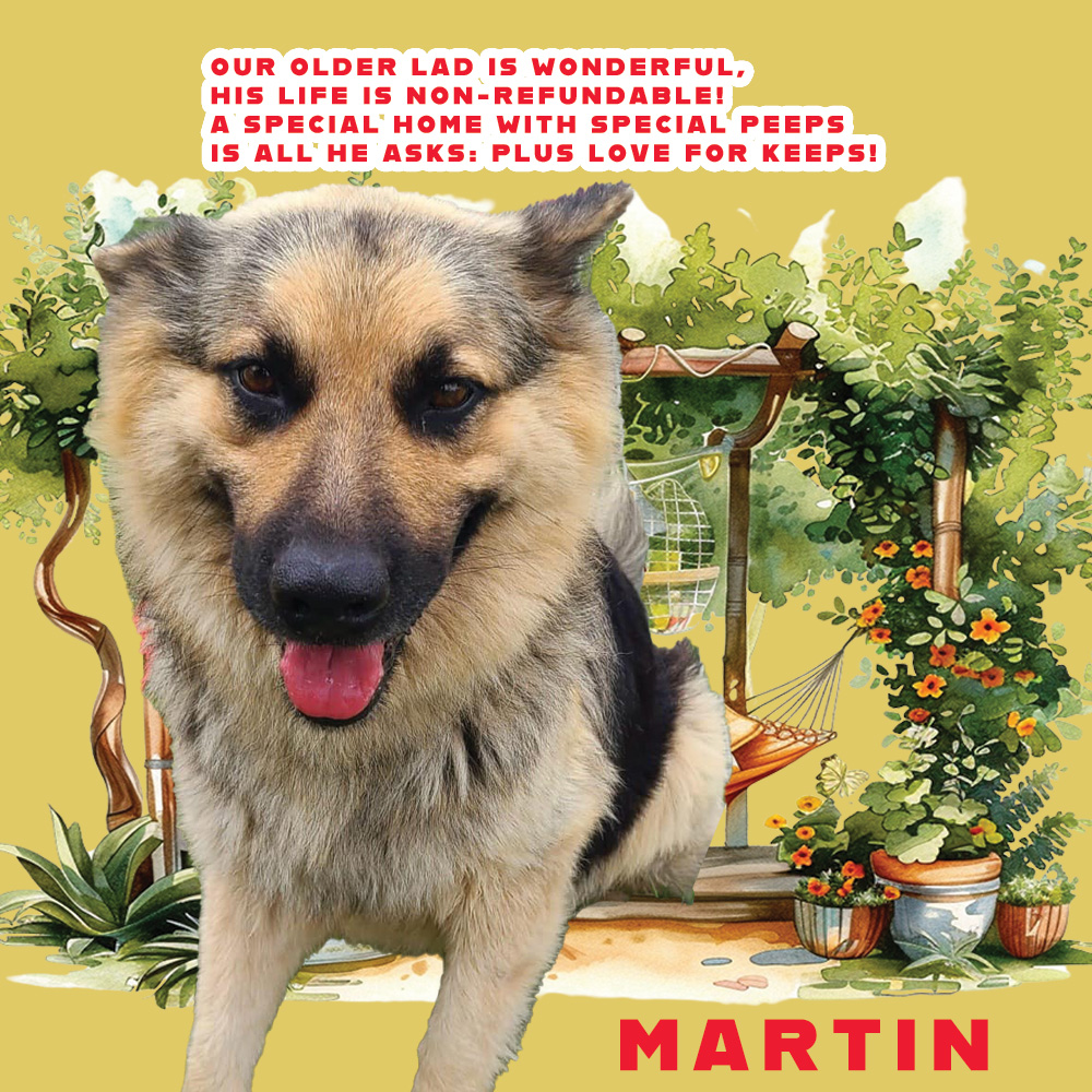 🆘⚠️🆘 MARTIN #A368080 DEATH DATE @ Corpus Christi ACS is 06/10🆘⚠️🆘 Just look at this beautiful sheppie mix boy! 8 yrs old & needing somewhere to put his paws up for his retirement years. He has ❤️ to give in spades but will need PLEDGES to cover heartworm costs. Pls help!