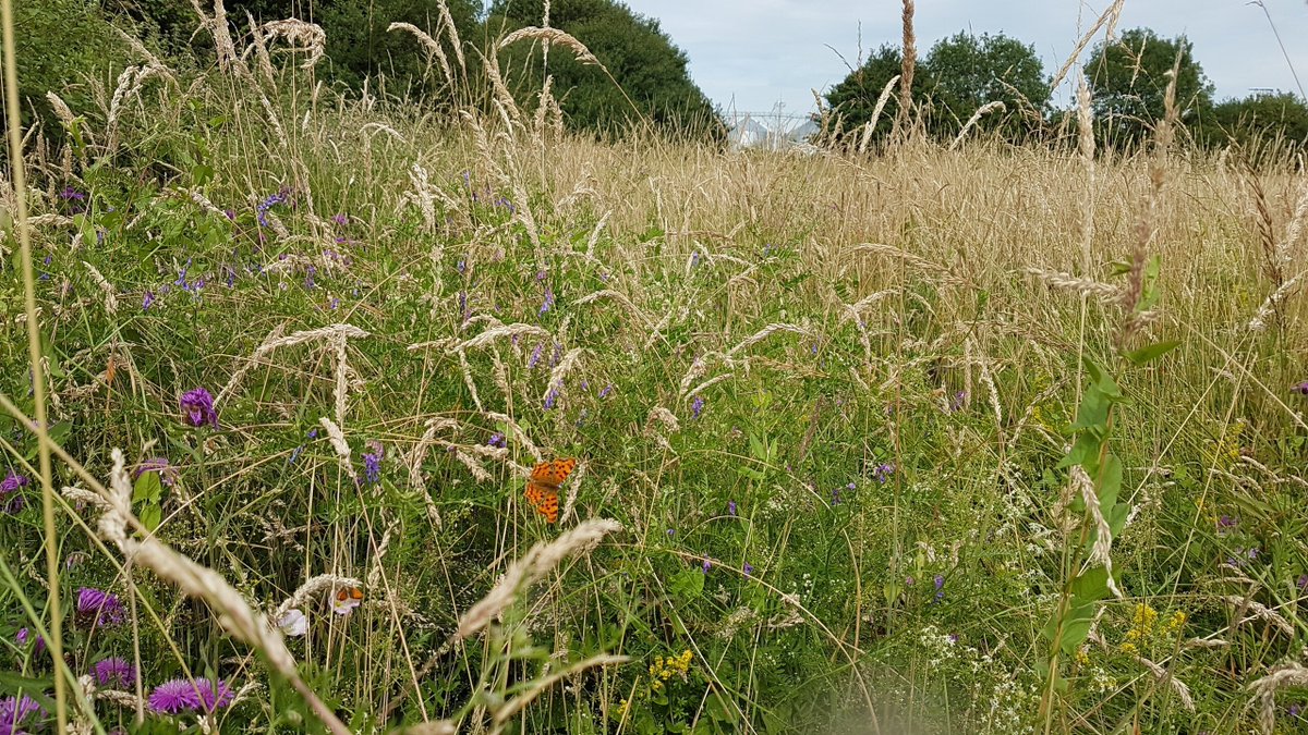 In support of #WorldEnvironmentDay, we're proud to share the work of The Ryburgh Wildlife Group, who aim to develop local nature conservation. We'll be working alongside the group to enhance their Pollinator Pathways project 🌻🐞

Spot our Ryburgh Maltings in this photo... 👀