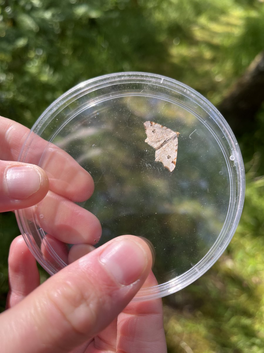 UofGlasgow's tweet photo. Great to have @BBCSpringwatch back broadcasting live at our Scottish Centre for Ecology and the Natural Environment last night in Loch Lomond, despite all the midges!

The team explored @sceneUofG research in the temperate rainforest, which included moths and freshwater invertebrates. 🌿 🔍

Watch ➡️ https://t.co/xp8NKby9pf

#Springwatch #TeamUofG