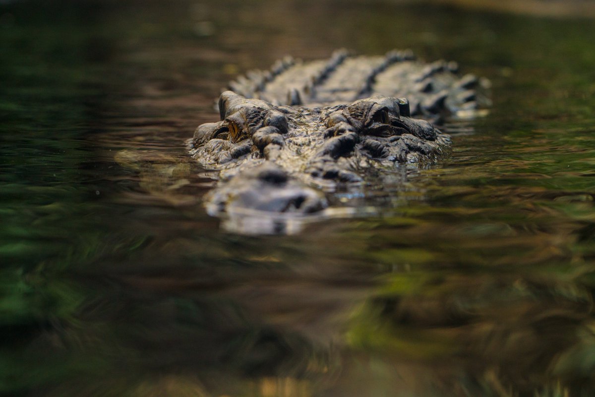 Crocodile swims 100 miles, returns to where it was captured in Florida bit.ly/4ecqGYA