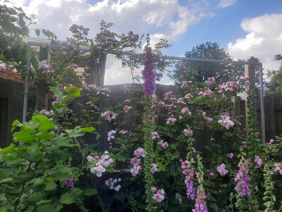 LadyUiterweerd's tweet photo. En dan geurt ie ook nog. 😁❤️🌸 https://t.co/OcfIdqMioP