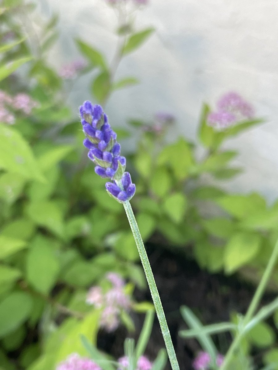 UdRenKi's tweet image. #czerwiec