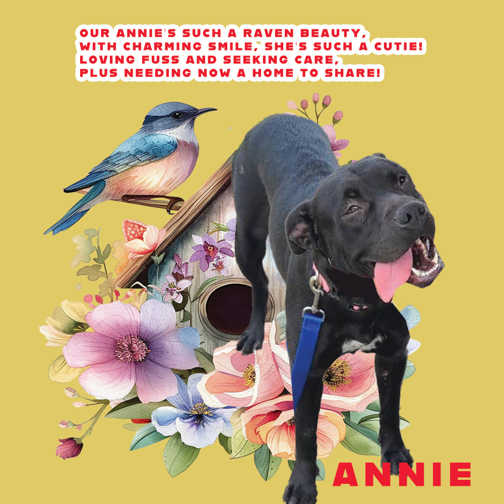 🆘⚠️🆘 ANNIE #A368078 DEATH DATE @ Corpus Christi ACS is 06/10🆘⚠️🆘 Look at this super APBT mix girl! 1 yr old & a whole life of ❤️& joy to share with some special 🧑‍🤝‍🧑. That smile simply must live on...and that great tongue!!! Pls help this gorgeous pup. PLEDGES will help!🙏