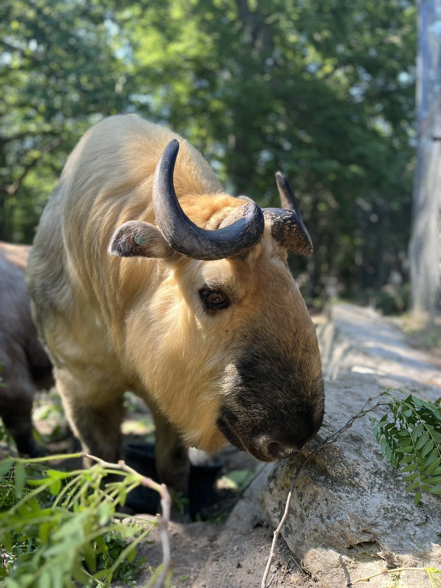 MuShe and Bao ✨ glamor shots ✨

📸: Keeper Jess