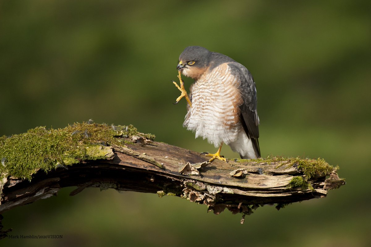The Wildlife Trusts tweet media