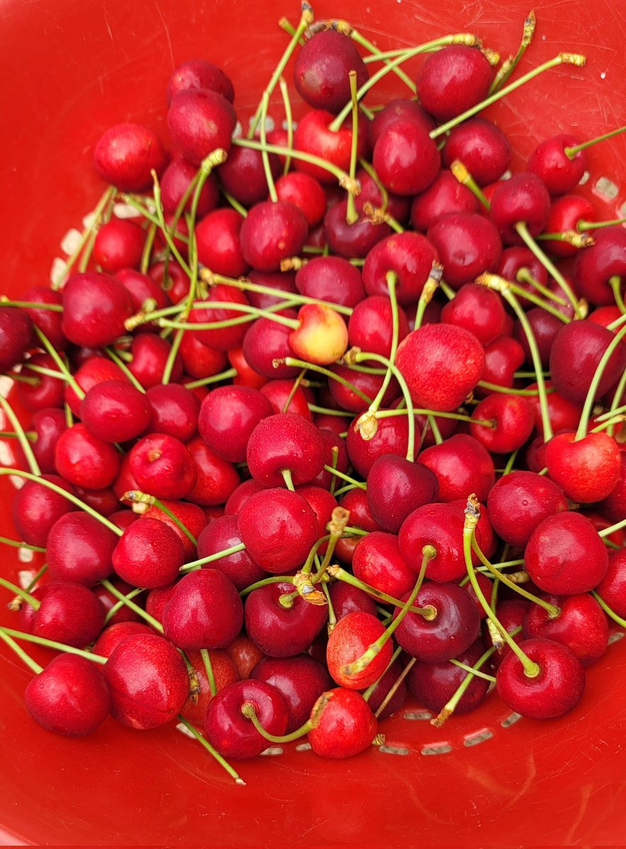 Mill Creek Urban Farm tweet media