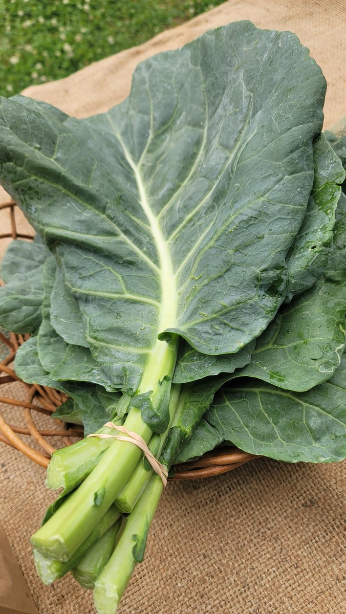 Mill Creek Urban Farm tweet media