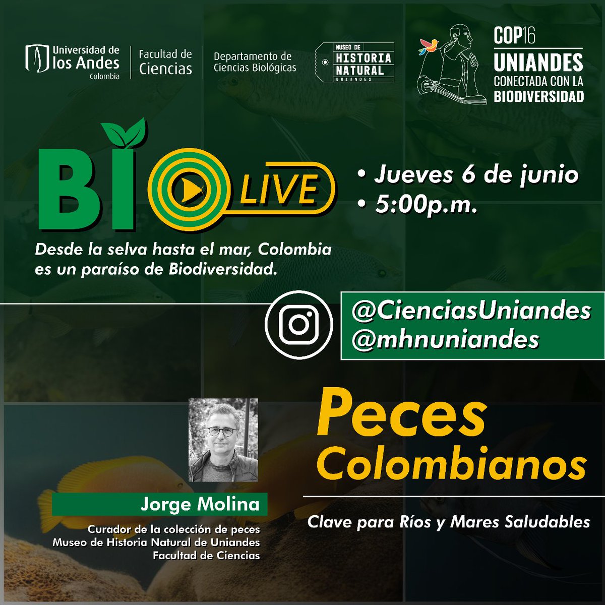CienciasUAndes's tweet photo. 🐟 Únete a nuestro tercer #BioLive donde exploraremos la diversidad de peces en 🇨🇴, junto a Jorge Molina, profesor de nuestro Depto. de Ciencias Biológicas, y nuestro Museo de Historia Natural.
👉 Transmisión en Instagram @cienciasuniandes y @MHNuniandes
#COP16 #COP16Uniandes https://t.co/IjXrBCNgZQ