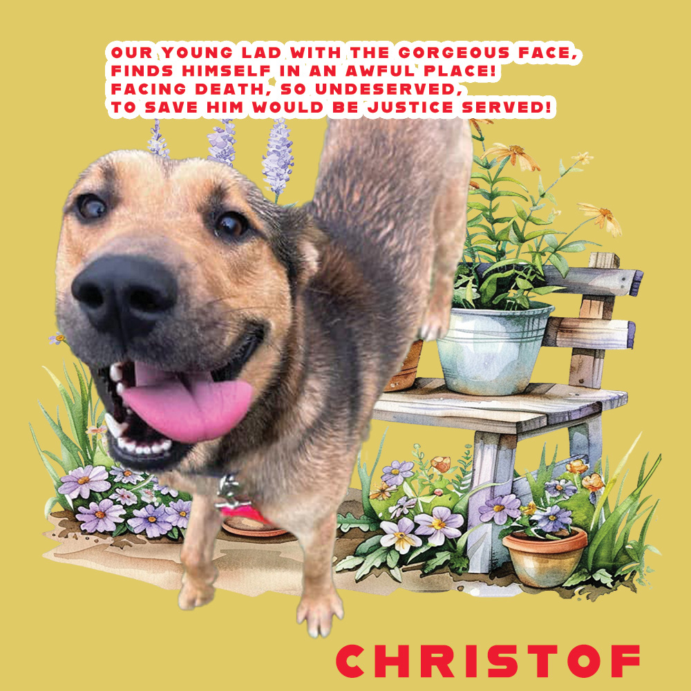 🆘⚠️🆘 CHRISTOF #A368074 DEATH DATE @ Corpus Christi ACS is 06/10🆘⚠️🆘 Just look at this beautiful sheppie mix boy! Only 2 yrs old & 44lbs. In desperate need of some great 🧑‍🤝‍🧑 to take him home to ❤️ forever! If you can, pls PLEDGE to help this handsome chap cheat death! 🙏