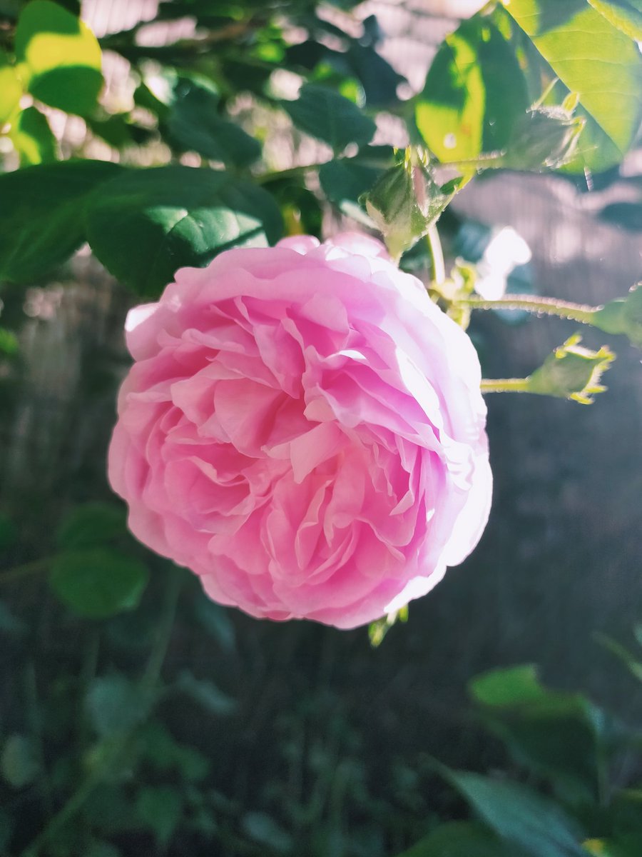 "on est bien peu de chose, et mon amie la rose... "