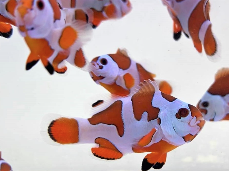 Reef Builders tweet media