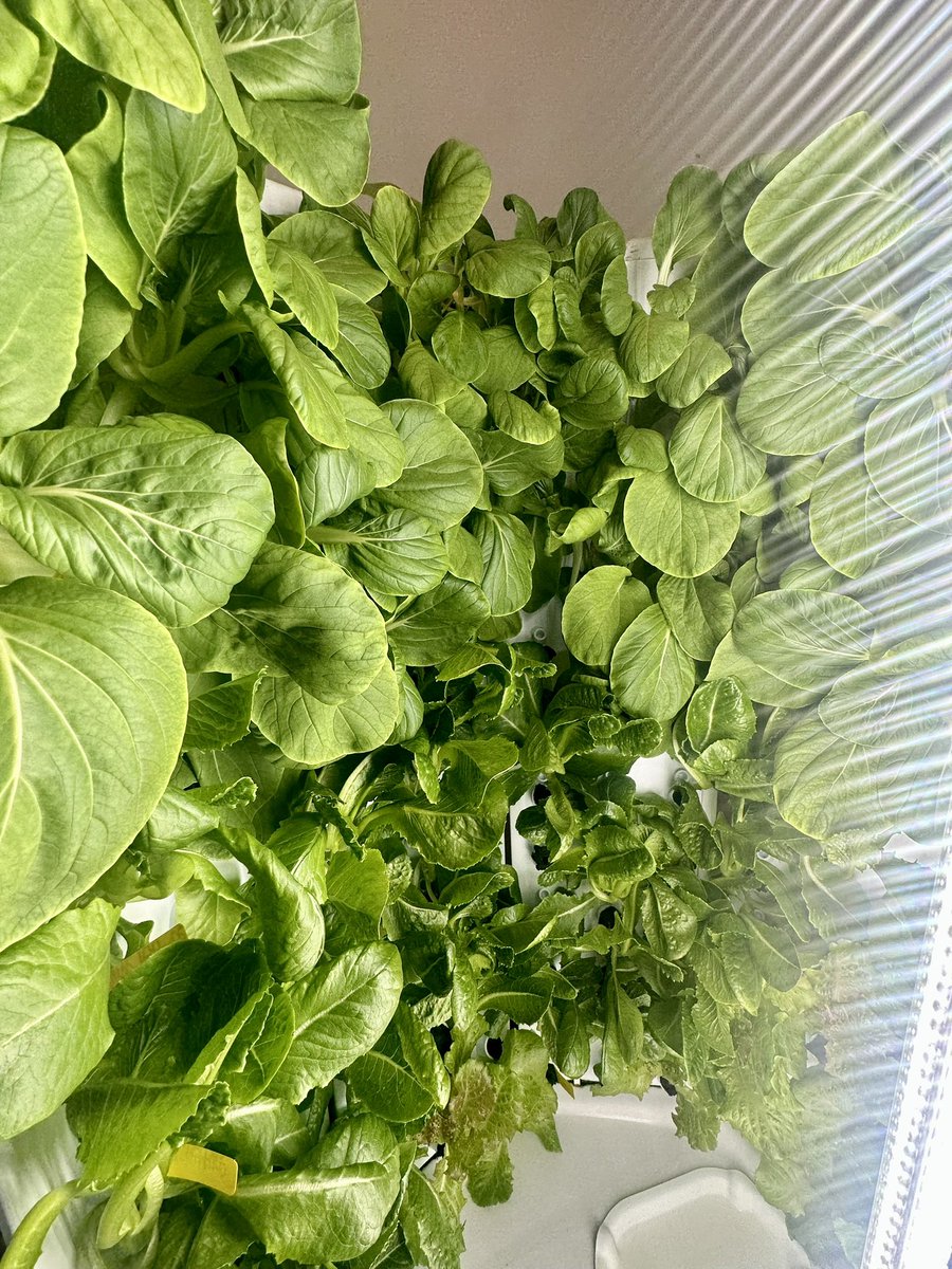 Mrs. Eller Teacher_City ๐๐ป๐๐๐๐ฝโโ๏ธ (@teacher_city) on Twitter photo Wow! ๐ฅฌ๐ฅฌ Check out our gorgeous greens using our #FLEXFARM from <a href="/ForkFarms/">Fork Farms</a>! โค๏ธ This is our last harvest of the year! ๐๐๐
#KidsGrowGreen
#Hydroponics Wow! ๐ฅฌ๐ฅฌ Check out our gorgeous greens using our #FLEXFARM from <a href="/ForkFarms/">Fork Farms</a>! โค๏ธ This is our last harvest of the year! ๐๐๐
#KidsGrowGreen
#Hydroponics