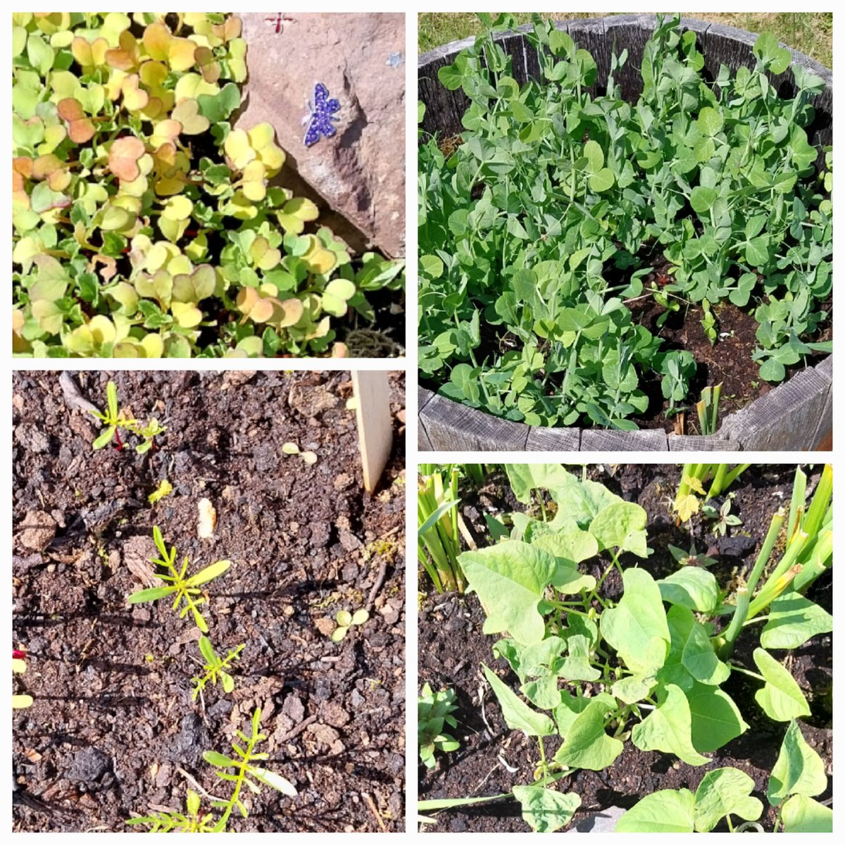 MsBrownGP47's tweet photo. Seeds sown at @WhinhillPS for #GrowwithIt @RHSSchools are definitely not needing to use any tap water, and surprisingly seem to be managing without much heat either 😀 https://t.co/cpds1dqh1D