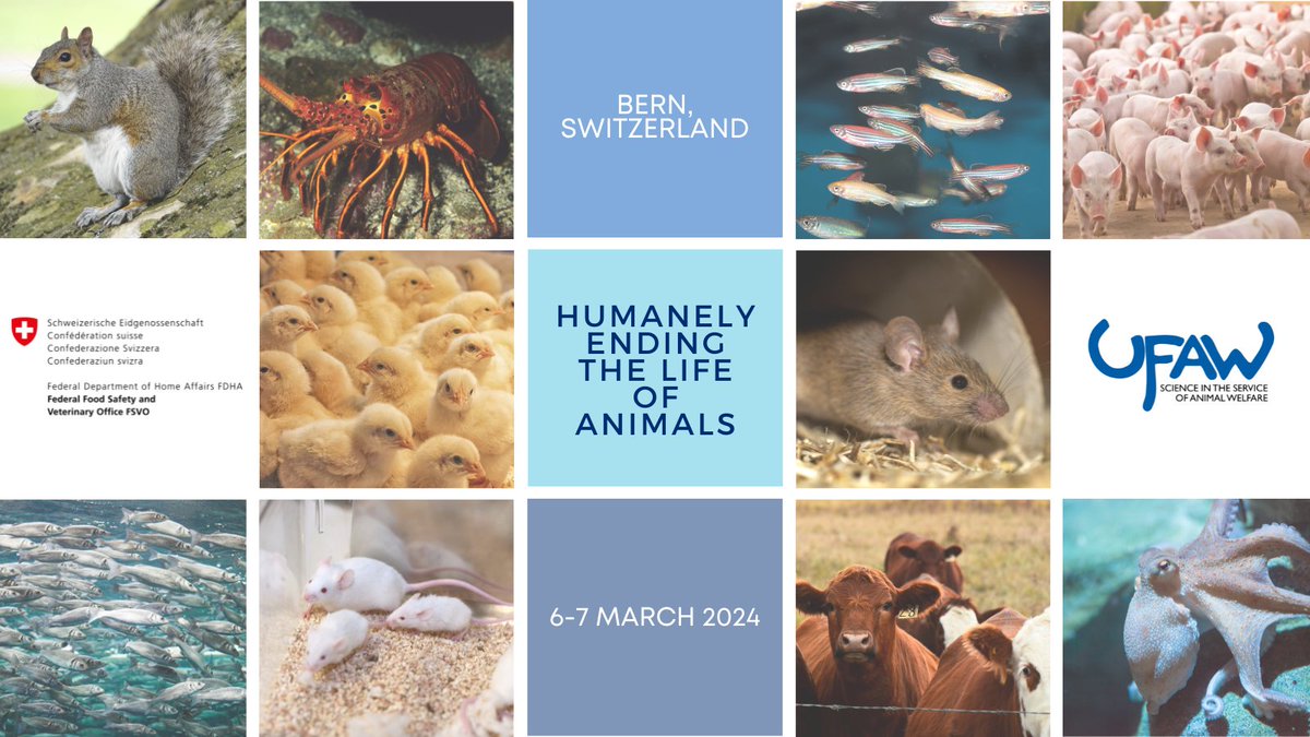 📢The recordings of the presentations from the 4th FSVO/UFAW Symposium -
Humanely Ending the Life of Animals, are now available on the UFAW YouTube channel. 

To view the presentations from both days, follow this link ➡️ow.ly/9rQF50S9R3k

#FSVOUFAW24