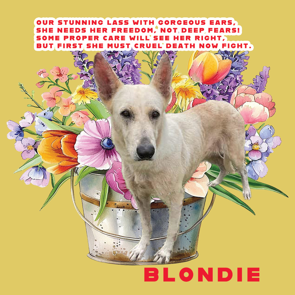 🆘⚠️🆘 BLONDIE #A368035 DEATH DATE @ Corpus Christi ACS is 06/10🆘⚠️🆘 Blondie's a fab sheppie mix girl desperately in need of help! 5 yrs old, 56lbs & HW+, so PLEDGES'll be needed to treat, but not a reason to kill her! Pls help this sweetie if poss or they'll end her life!🙏