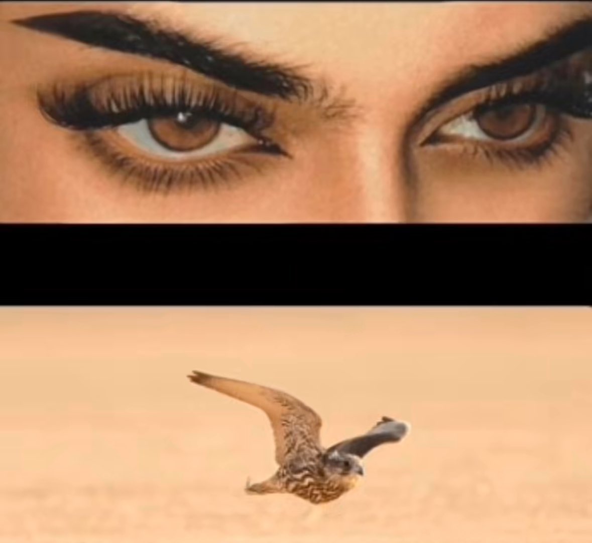 كن الحواجب ليا ضاقة من الدنيا 
  شيهانتن للهدد مدة جناحينها