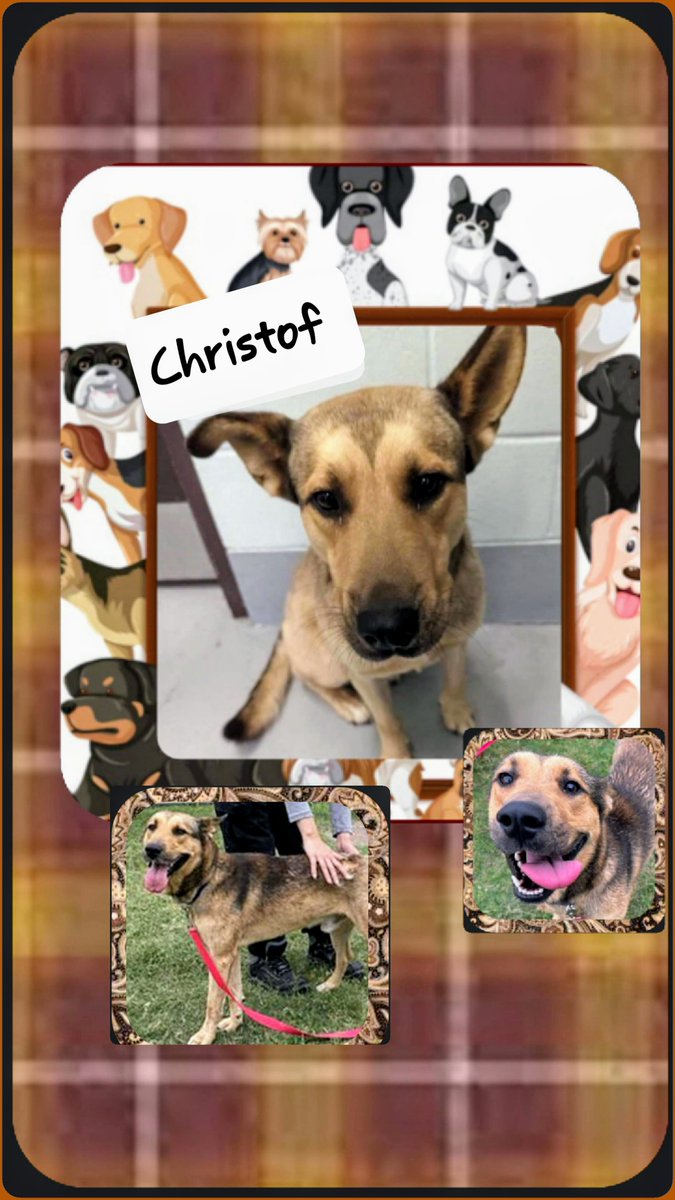 ⏰️🚨CHRISTOF #A368074 2yo 44 lbs GSD is YOUNG so SCARED and insecure they'll KILL HIM 6/10 🖤😫 He just needs GUIDANCE and TLC. Instead he'll get 💉 😡 💞 Please PLEDGE here for ResQ or ADOPT/FOSTER at CORPUS CHRISTI AC 📧 ccacsrescues@cctexas.com 📞 361-826-4630