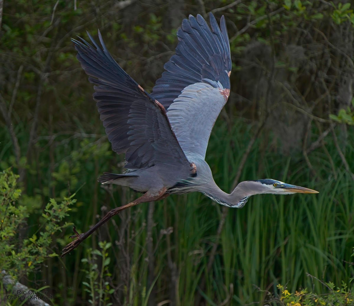 CartersXRd's tweet image. Great Blue Herons:
2024.cartersxrd.net/2024.05.07.html