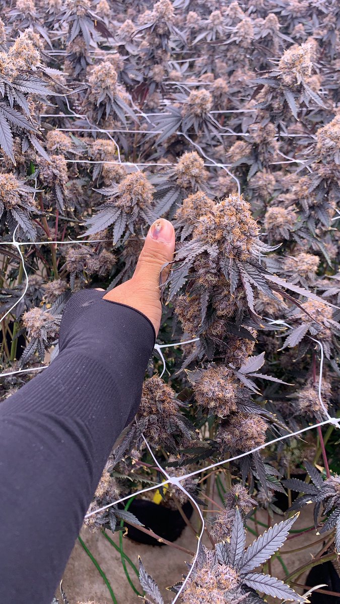 supremegrowlig1's tweet photo. Using supremegrowlight, S1000, 1000 watts+UV+IR, 4x6, can achieve such flowers, what do you think?#supremegrowlight.com#Greenhouse #S1200 #S1000 #S780 #growshop #Hydroponics #HydroPlanet Depot#lighting #growlight#The Growers Depot#indoorgrowing#verticalfarms #ledgrowlights https://t.co/PWzoezSGyZ
