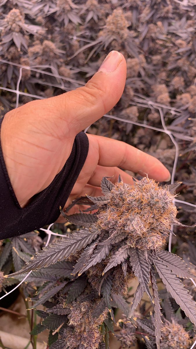 supremegrowlig1's tweet photo. Using supremegrowlight, S1000, 1000 watts+UV+IR, 4x6, can achieve such flowers, what do you think?#supremegrowlight.com#Greenhouse #S1200 #S1000 #S780 #growshop #Hydroponics #HydroPlanet Depot#lighting #growlight#The Growers Depot#indoorgrowing#verticalfarms #ledgrowlights https://t.co/PWzoezSGyZ