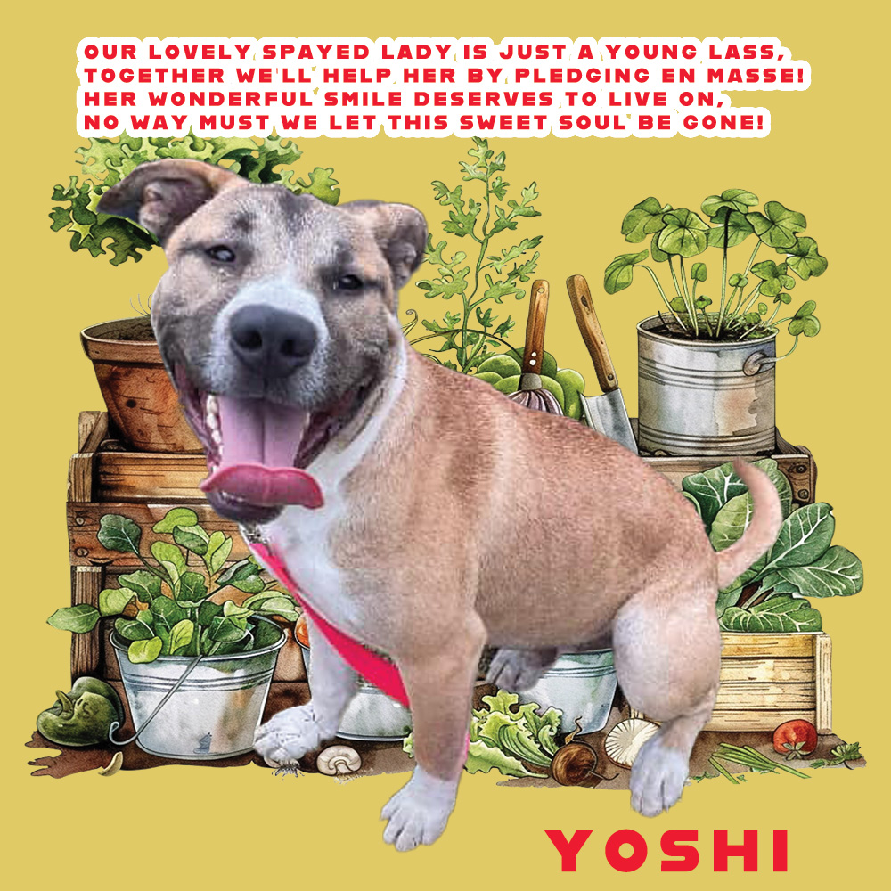 🆘⚠️🆘 YOSHI #A366726 DEATH DATE @ Corpus Christi ACS is 06/10🆘⚠️🆘 Just like a ray of ☀️, her smile could light up your life! Only 1 yr old, 51lbs & a super, spayed lab/retr mix, but now in need of adoption/rescue asap or her light will be snuffed out! Pls PLEDGE to help!🙏