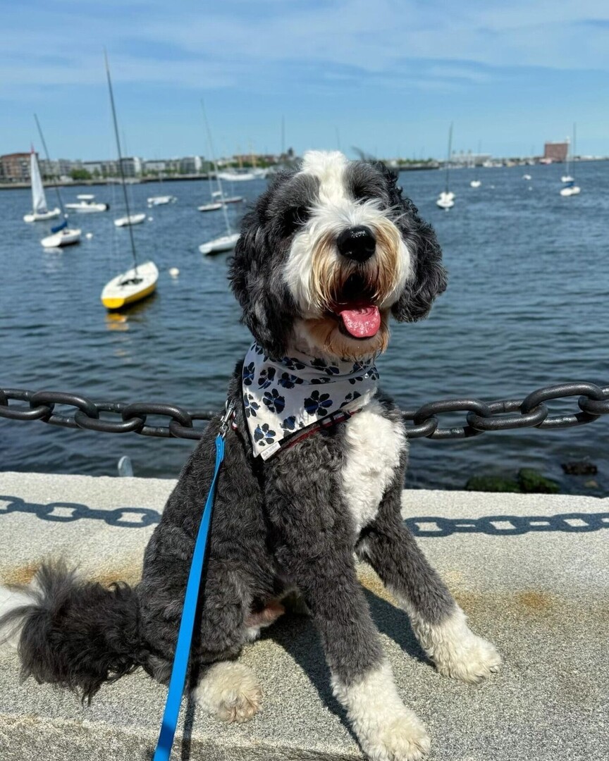 cowboymagic's tweet image. The weekend will be here before you know it!
Photo from @itsya_boykev
•
"Happy Hump Day!🐪

Bandanas: @barkndblue || KEVIN15
Harness: @shawncopets || KEV15OFF "
.
.
.

 #sheepadoodle #sheepadoodlesofinstagram #sheepadoodlepuppy  #dog #dogsofinstagram #d… instagr.am/p/C71xsdeRFxs/