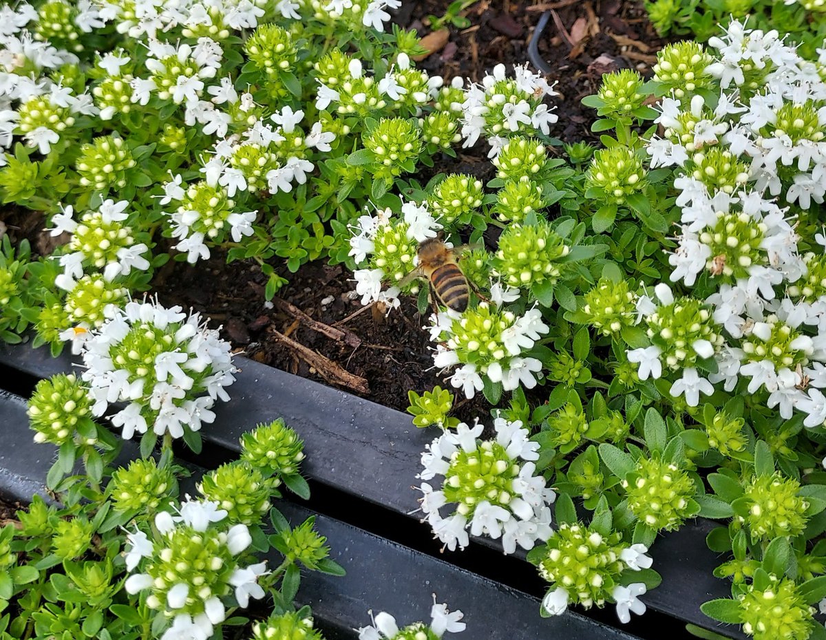 Volop bijen op deze kwekerij met o.a. bloeiende tijm #blijmetdebijen
