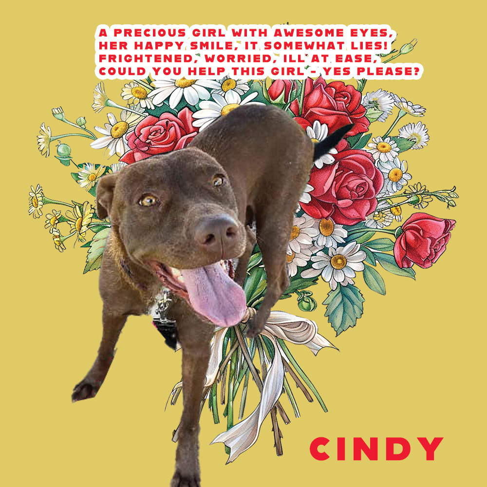 🆘⚠️🆘 CINDY #A367799 DEATH DATE @ Corpus Christi ACS is 06/10🆘⚠️🆘 Look closely & be seduced by the 👁️of this lovely APBT mix lass! 2 yrs old/48lbs & so much to give to some special 🧑‍🤝‍🧑. PLEDGES will be needed to cover ❤️🪱 costs. Pls help this sweetie if you possibly can!🙏