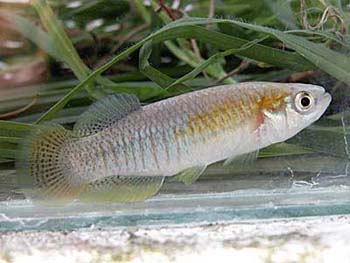 antonio_arnau's tweet photo. @VictorMaceda #Samaruc revolotejant el canyars de l'Albufera
"Por el monte las sardinas, tralará, ... https://t.co/gkLdWM2Rp6