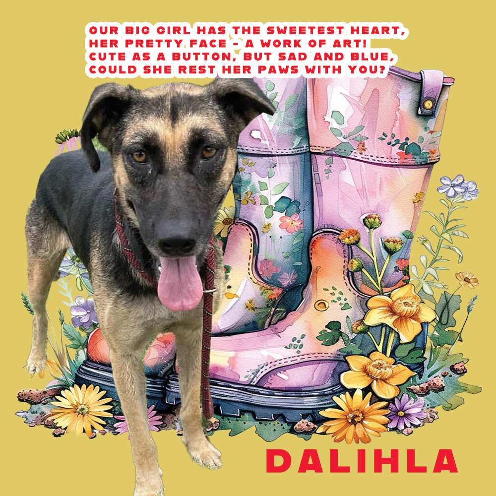 🆘⚠️🆘 DALIHLA #A367899 DEATH DATE @ Corpus Christi ACS is 06/10🆘⚠️🆘 Wow! What a beautiful sheppie mix lass with such a pretty face! She's scared in there & will need lots of PLEDGES to cover heartworm costs & minor alopecia. Pls help this sad sweetheart if you can! 🙏🙏🙏