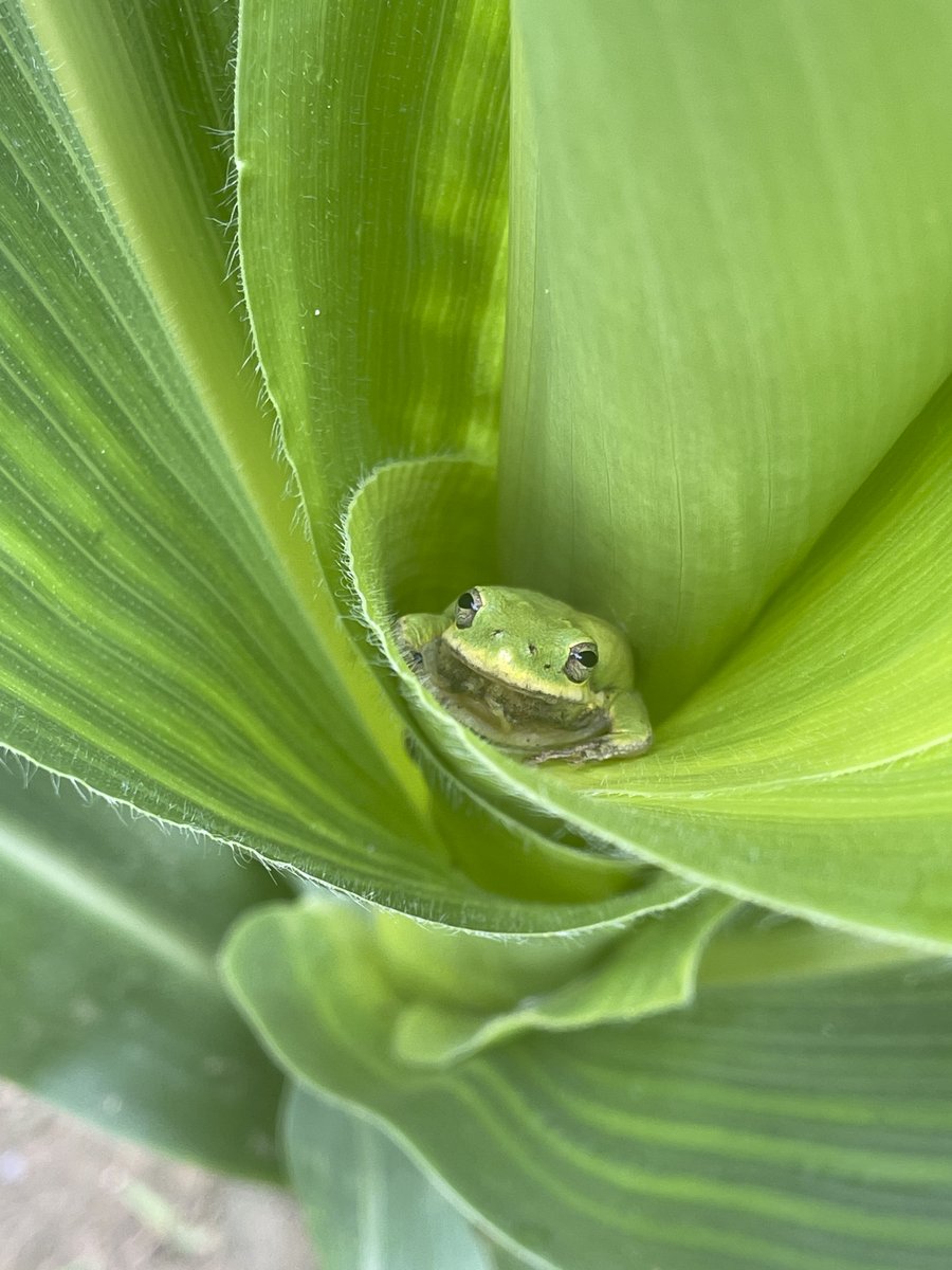 EcoTerraLLC's tweet photo. Happy World Environment Day from little man here 💚🐸 American green tree frog (Hyla cinerea) found in Elbert County, Georgia this morning 🇺🇸 #EcoTerra 🌳 https://t.co/TQPrL9R4V7
