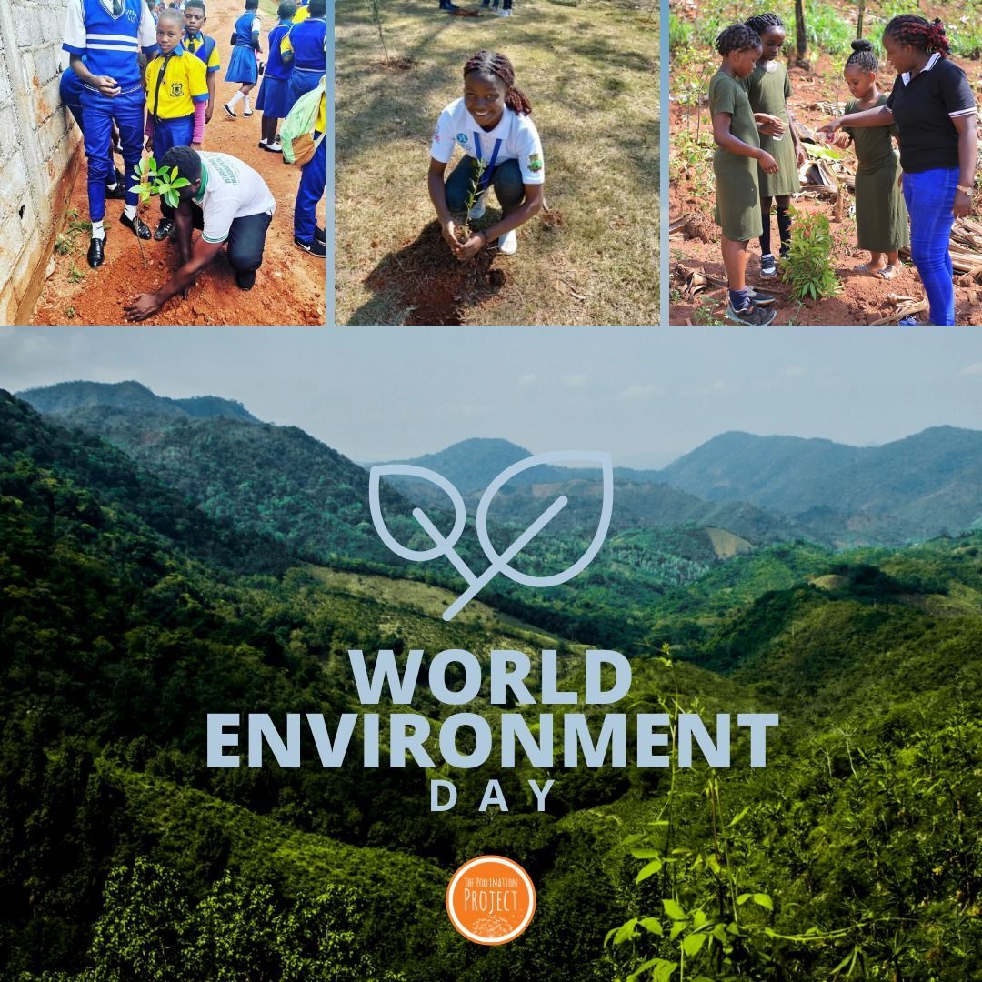 Pollinationproj's tweet image. 🌍 On #WorldEnvironmentDay, we reflect on 250+ projects we&apos;ve funded to drive change! From #reforestation to #wildlife conservation &amp;amp; #recycling, we&apos;re seeding a sustainable future. 🌱 Let&apos;s make every day an environment day! 🧡 @PollinationProj