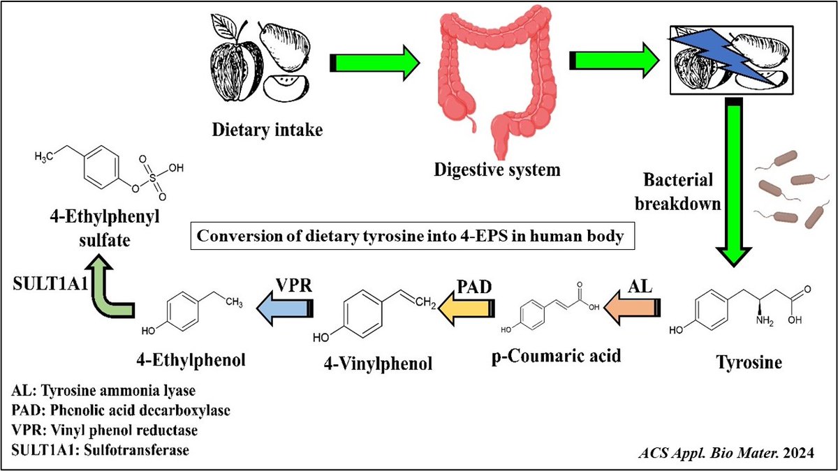 A novel electrochemical sensor for quantifying 4‑Ethylphenyl Sulfate—a gut metabolite and a promising biomarker for diagnosis of neurological and developmental disorders such as autism spectrum disorder
#NewStudy by <a href="/AnilKumar_NII/">Anil Kumar</a> &amp; collaborators at JNU▶️bit.ly/4bIS2UA