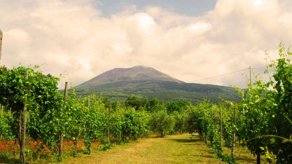 Volcanic Wines: From North to South, an Italian Treasure

blog.xtrawine.com/en/volcanic-wi…