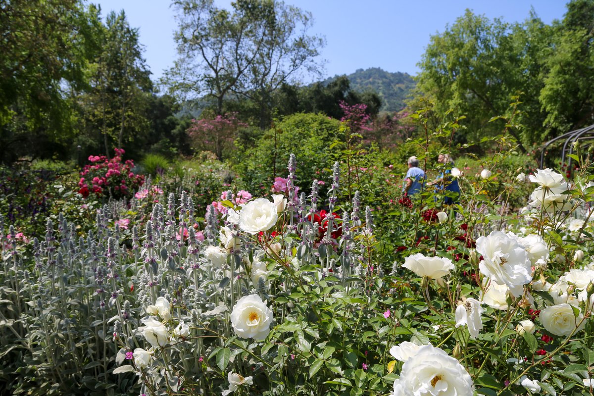 DescansoGardens's tweet photo. Did you know that June is National Rose Month? Enjoy a sunny stroll through our five-acre #RoseGarden with fragrant, beautiful blooms 🌹 #ExploreDescanso
#DescansoGardens #TimeOutLA #DiscoverLA #VisitCalifornia #VisitPasadena #abc7eyewitness #NBCLA #CBSLA https://t.co/r61OfNeBA3